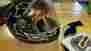 4472270493 Ski-doo New Oem Exo 400 Matte Black Small