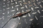 1993 Arctic Oem Oil Pump Gear Thundercat 900 3004-179. Fixed Price $19.95.