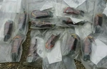 Lot Of 12 Yamaha Lighting Coils Fits Ew Ss Gp Sl 433 810-81313-20 Llp 01-085-19. Fixed Price $49.80.