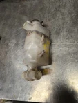 03 02 01 Ski-doo Zx Mxz Legend 500 600 700 800 Coolant Tank Reservoir Bottle. Fixed Price $54.95.