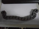 Rupp 66 Pin Chain 38673 Case Sprocket Gear Nos. Fixed Price $89.50.