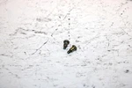 2001 Ski-doo Mxz 800 Oem Float Mount Screw Pair 404161933 SS19. Fixed Price $9.99.