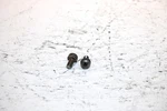 2001 Ski-doo Mxz 800 Oem Carb Cap Screw Pair 404161923 SS19. Fixed Price $9.99.